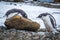 Adelie penguin lying on rock beside another