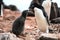 Adelie penguin mother and cute grey fluffy chick looking tender, - Pygoscelis adeliae - wildlife at Paulet Island, Antarctica