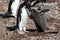 Adelie Penguin mother feeding the cute grey fluffy chick