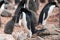 Adelie Penguin mother feeding the cute grey fluffy chick, wildlife at Paulet Island, Antarctica