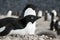 Adelie penguin on pebble nest