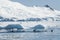 Adelie penguin porpoising,Paradise bay , Antarctic peninsula,