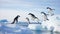 Adelie Penguin, pygoscelis adeliae, Group Leaping into Ocean, Paulet Island in Antarctica