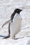 Adelie penguin - Pygoscelis adeliae - standing in snow in Antarctica