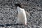 Adelie penguin - Pygoscelis adeliae - standing on stony beach with spreaded wings