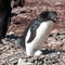 Adelie penguin - Pygoscelis adeliae - with two eggs between legs in Brown Bluff, Antarctica.