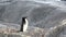 Adelie penguin on the rock