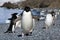 Adelie penguin running along beach flippers raised