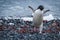 Adelie penguin running up shingle from sea