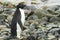 Adelie penguin on shore