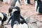 Adelie penguin on the shore close-up in Antarctica