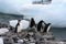 Adelie penguin on the shore close-up in Antarctica