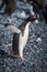 Adelie penguin squawking on dark shingle beach