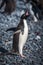 Adelie penguin squawking on grey shingle beach