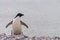 Adelie Penguin Standing on Paulet Island