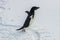 Adelie penguin, standing in snow, beginning to jump. flippers spread wide.