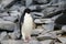 Adelie Penguin standing on stones at Paulet Island, Antarctica