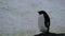 Adelie Penguin stands on the background of the snow wall. Andreev.