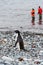 Adelie Penguin walking on the rocky beach at Turret Point, South Shetland Islands, two people in waders standing in water in backg