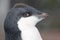 Adelie penguin young punk, Antarctia