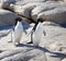 Adelie Penguins