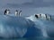 Adelie Penguins