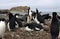 Adelie Penguins