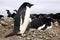 Adelie Penguins