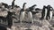 Adelie penguins in a colony on the rocks of a small antarctic island