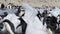 Adelie Penguins on the ice in Antarctica