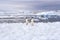 Adelie Penguins on Ice, Antarctica