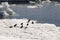 Adelie penguins on ice floe