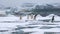 Adelie Penguins on Ice Floe in Antarctica