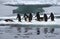 Adelie Penguins on Ice Floe in Antarctica