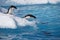 Adelie penguins on iceberg edge in Antarctica