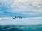 Adelie penguins on an iceberg in the Weddell Sea in Antarctica.