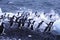 Adelie penguins, jumping into the ocean