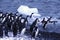 Adelie penguins, jumping into the ocean