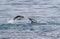 Adelie penguins jumping out of the water