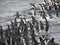 Adelie penguins jumping in water