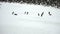 Adelie penguins marching, Paulet Island, Antarctica