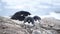 Adelie penguins on the nest