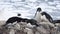 Adelie Penguins on the nest