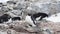 Adelie Penguins on the nest