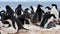 Adelie Penguins on the nest at Paulet Island in Antarctica
