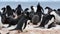 Adelie Penguins on the nest at Paulet Island in Antarctica