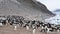 Adelie Penguins on the nest at Paulet Island in Antarctica