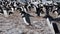 Adelie Penguins on the nest at Paulet Island in Antarctica