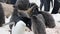 Adelie Penguins on the nest at Paulet Island in Antarctica