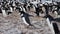 Adelie Penguins on the nest at Paulet Island in Antarctica